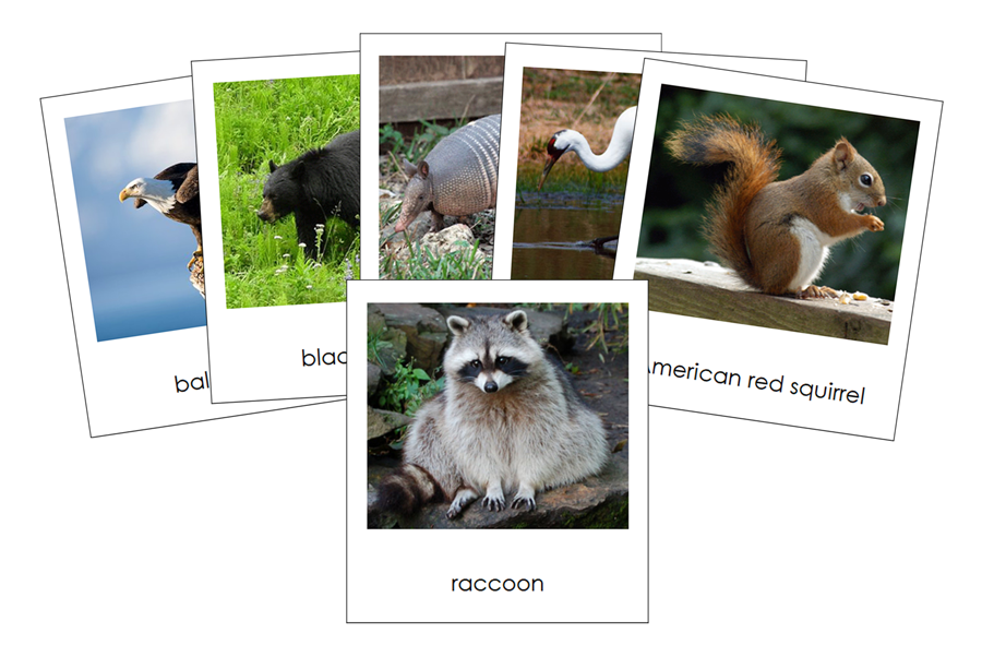 Animals of North America 3-Part Continent Cards - Montessori Print Shop Digital Download