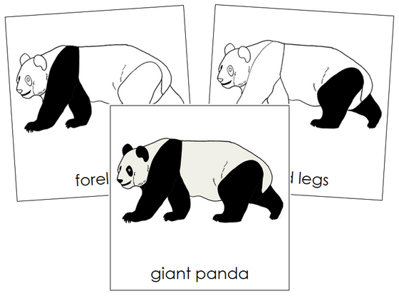 Giant Panda Nomenclature Cards - Montessori Print Shop