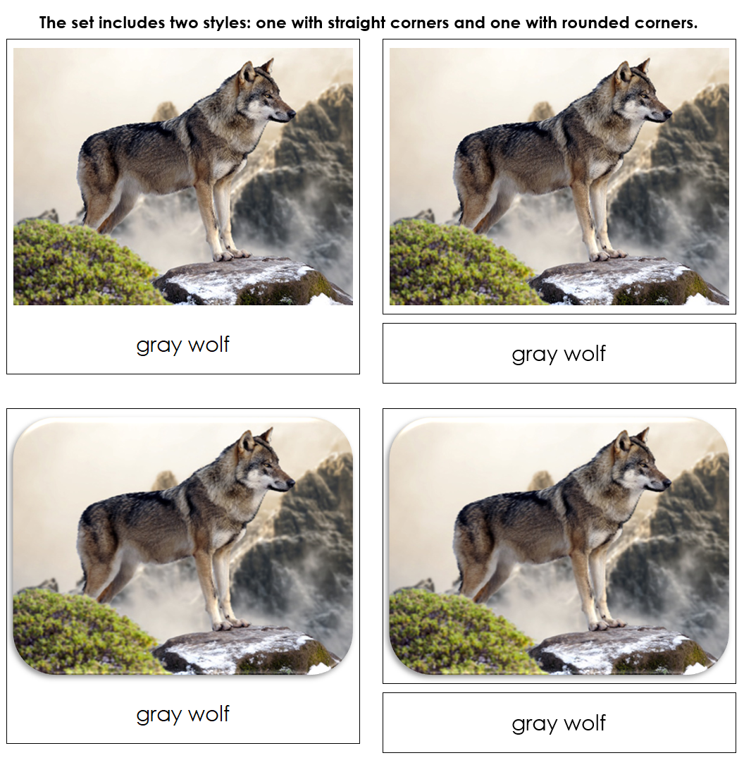Nature Safari Toob Cards - Montessori Print Shop Digital Download