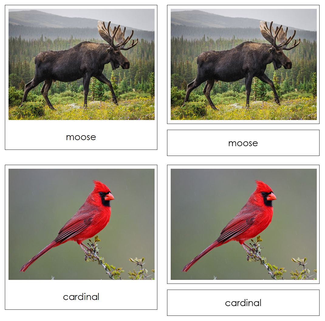 Nature Safari Toob Cards - Montessori Print Shop Digital Download