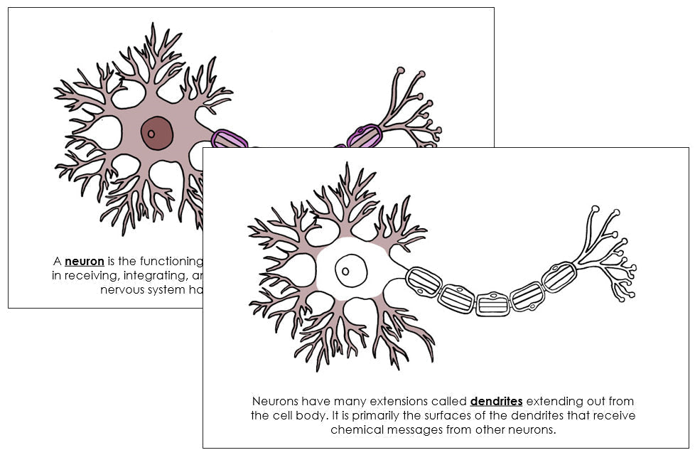 Parts of a Neuron Nomenclature Book - Montessori Print Shop Digital Download