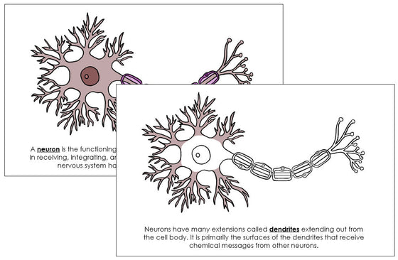 Parts of a Neuron Nomenclature Book - Montessori Print Shop