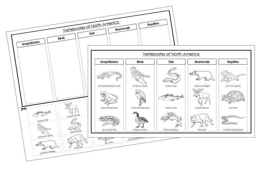 North America Vertebrate Sorting Blackline Masters - Montessori Print Shop animal activity