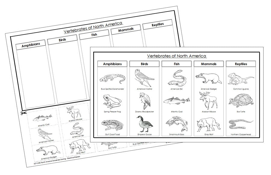 Vertebrates of North America sorting - Montessori Print Shop Digital Download