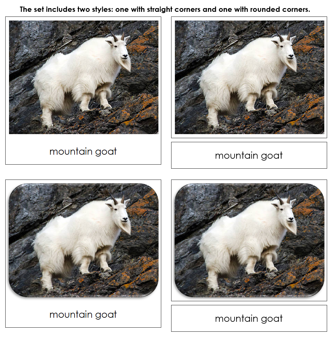 North American Wildlife Safari Toob Cards - Montessori Print Shop Digital Download