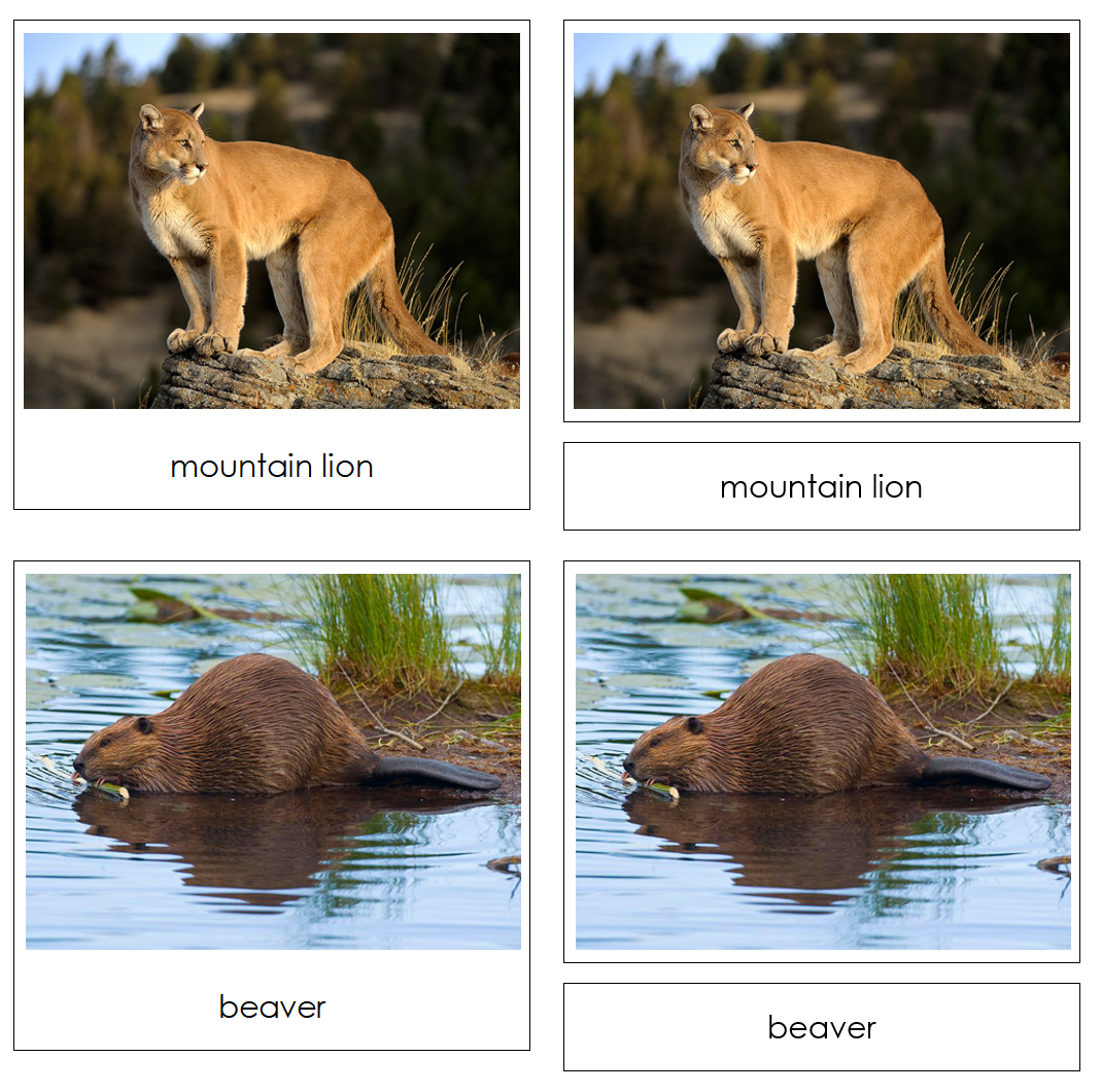 North American Wildlife Safari Toob Cards - Montessori Print Shop Digital Download