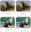 North American Wildlife Safari Toob Cards - Montessori Print Shop