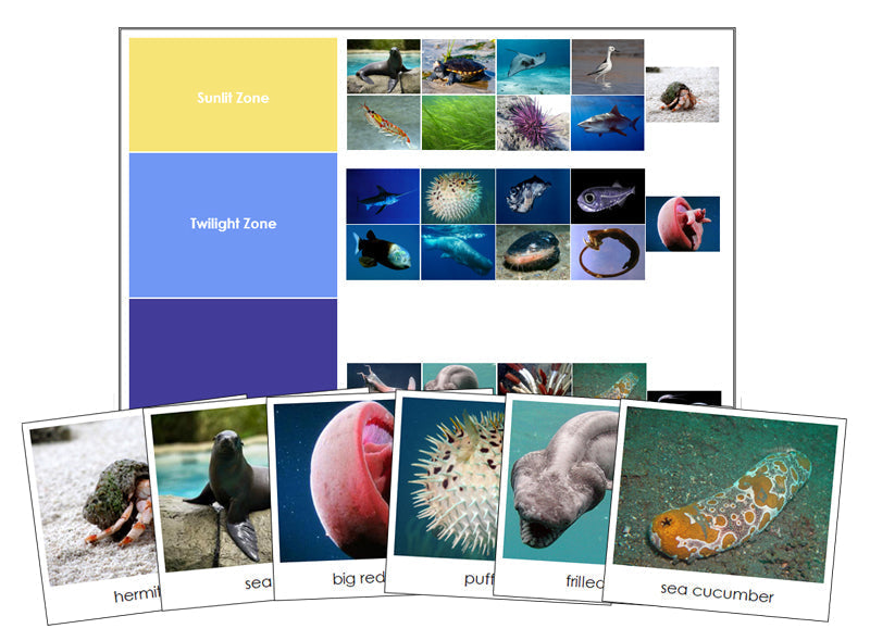 Ocean Zones and Animals - Montessori Print Shop Digital Download zoology materials