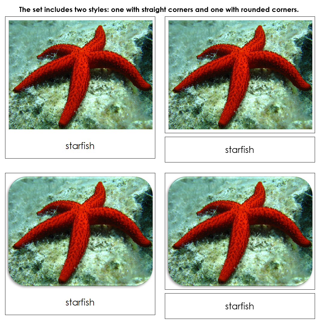 Ocean Safari Toob Cards - Montessori Print Shop Digital Download