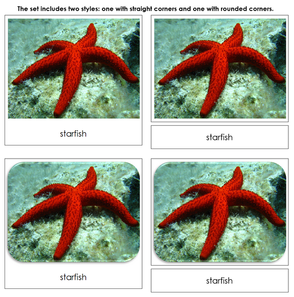 Ocean Safari Toob Cards - Montessori Print Shop Digital Download