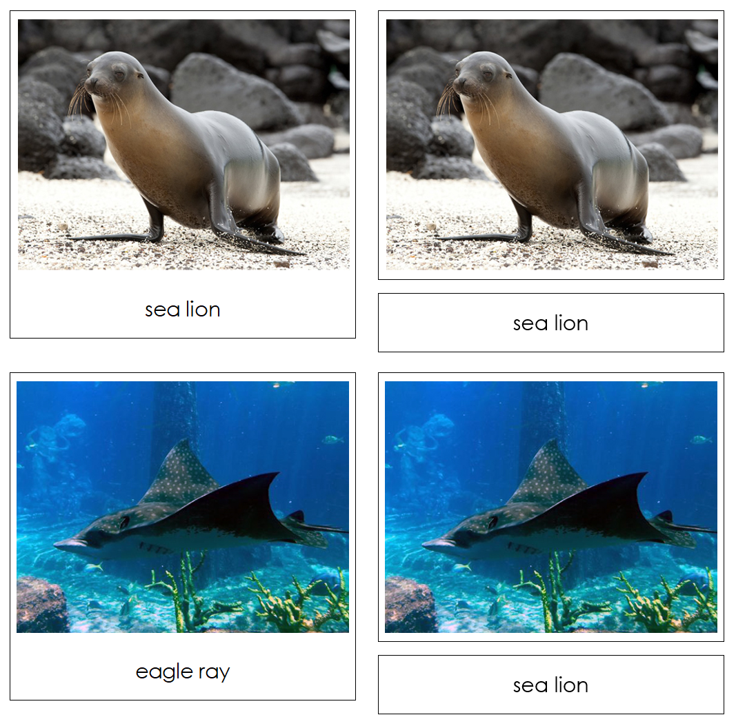 Ocean Safari Toob Cards - Montessori Print Shop Digital Download