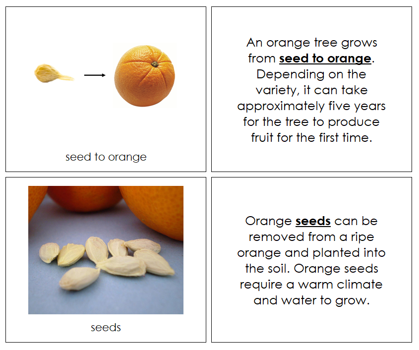 Orange Life Cycle Nomenclature Book - Montessori Print Shop Digital Download