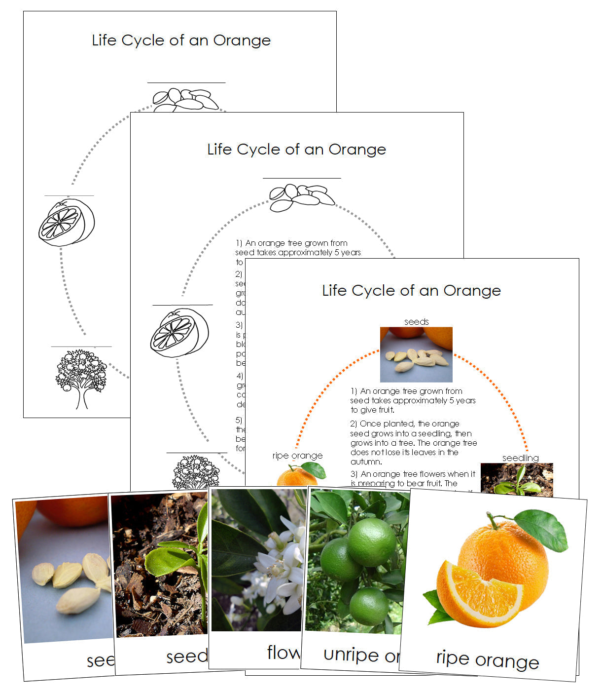 Orange Life Cycle Nomenclature Cards & Charts - Montessori Print Shop Digital Download