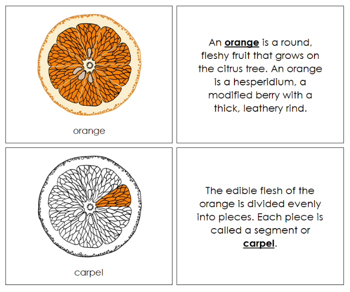 Parts of an Orange Nomenclature Book - Montessori Print Shop Digital Download
