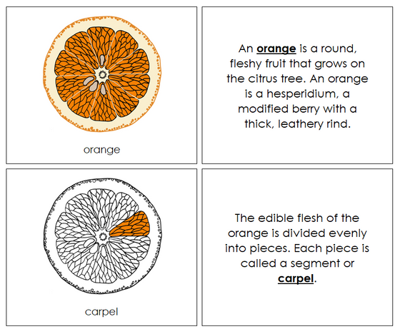 Parts of an Orange Nomenclature Book - Montessori Print Shop