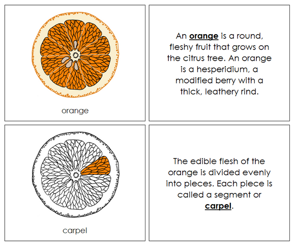 Parts of an Orange Nomenclature Book - Montessori Print Shop