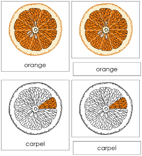 Orange Nomenclature 3-Part Cards - Montessori Print Shop Digital Download