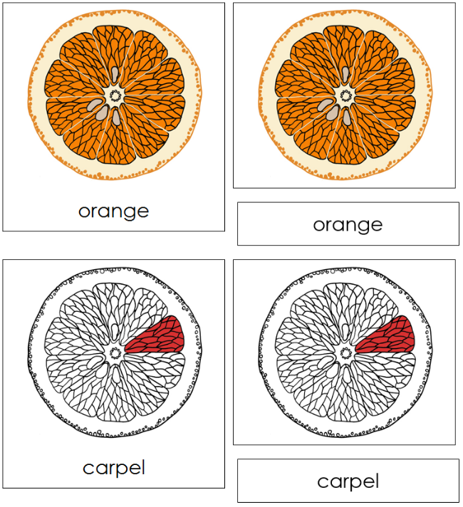 Orange Nomenclature 3-Part Cards (red) - Montessori Print Shop Digital Download