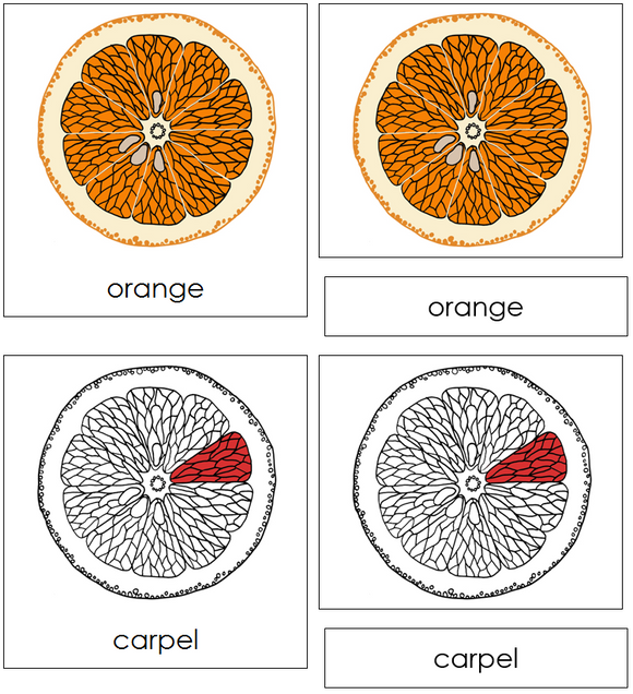 Orange Nomenclature Cards (red) - Montessori Print Shop