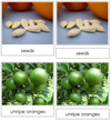 Orange Life Cycle Nomenclature 3-Part Cards & Charts - Montessori Print Shop