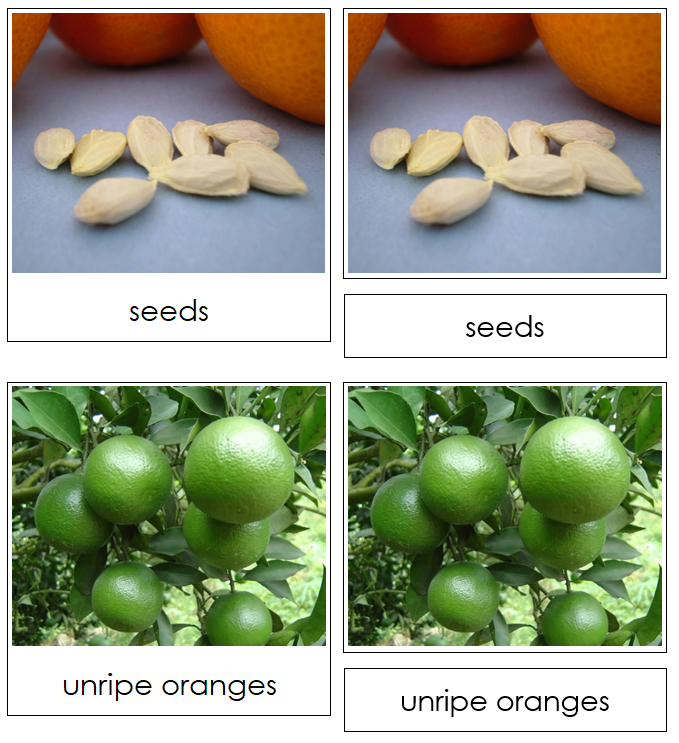 Orange Life Cycle Nomenclature 3-Part Cards & Charts - Montessori Print Shop Digital Download