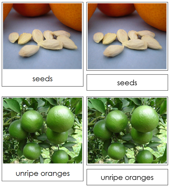 Orange Life Cycle Nomenclature Cards & Charts - Montessori Print Shop