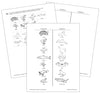 Oviparous And Viviparous Animals (Blackline Masters) - Montessori Print Shop