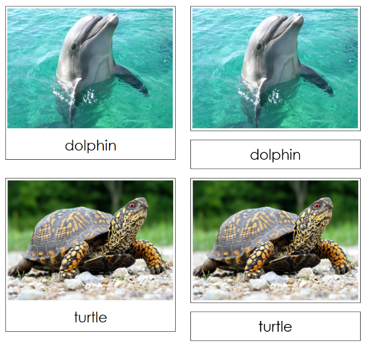 Oviparous and Viviparous Animals Sorting Activity - Montessori Print Shop Digital Download zoology materials