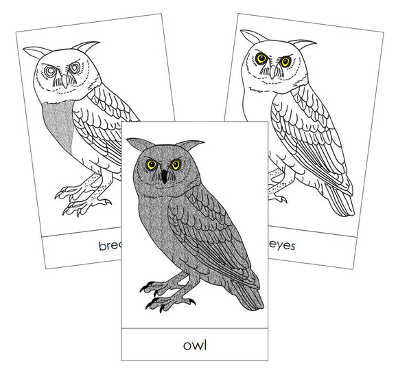 Owl Nomenclature Cards - Montessori Print Shop