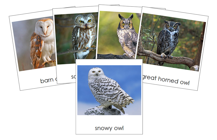 Types of Owls 3-Part Cards - Montessori Print Shop Digital Download