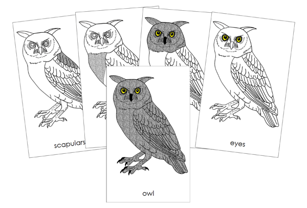Parts of an Owl Nomenclature Cards - Montessori Print Shop Digital Download