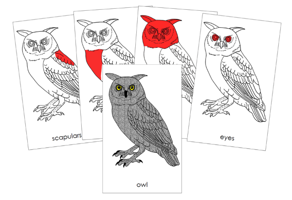 Parts of an Owl Nomenclature Cards (red) - Montessori Print Shop Digital Download