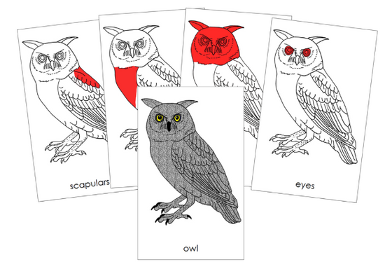 Parts of an Owl Nomenclature Cards (red) - Montessori Print Shop Digital Download