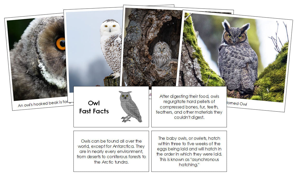 Owl Fast Facts & Pictures - Montessori Print Shop Digital Download