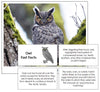 Owl Fast Facts & Pictures - Montessori Print Shop