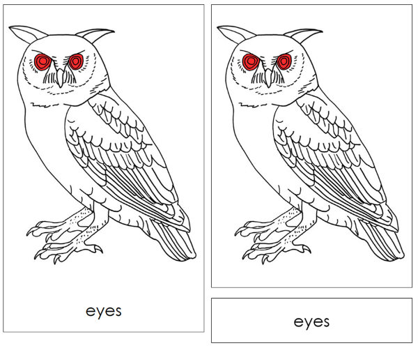 Parts of an Owl 3-Part Nomenclature Cards (red) - Montessori Print Shop Digital Download