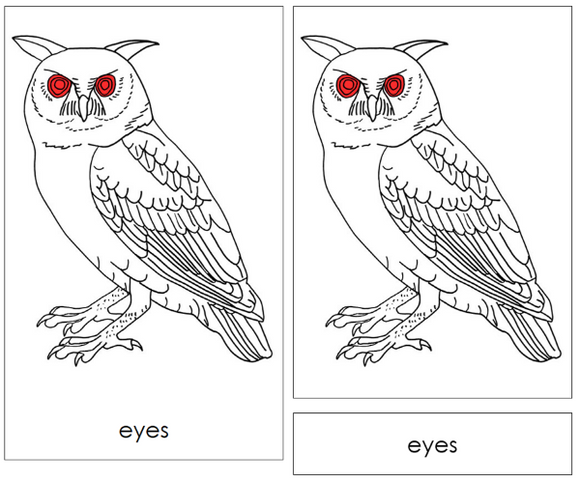 Parts of an Owl Nomenclature Cards (red) - Montessori Print Shop Digital Download