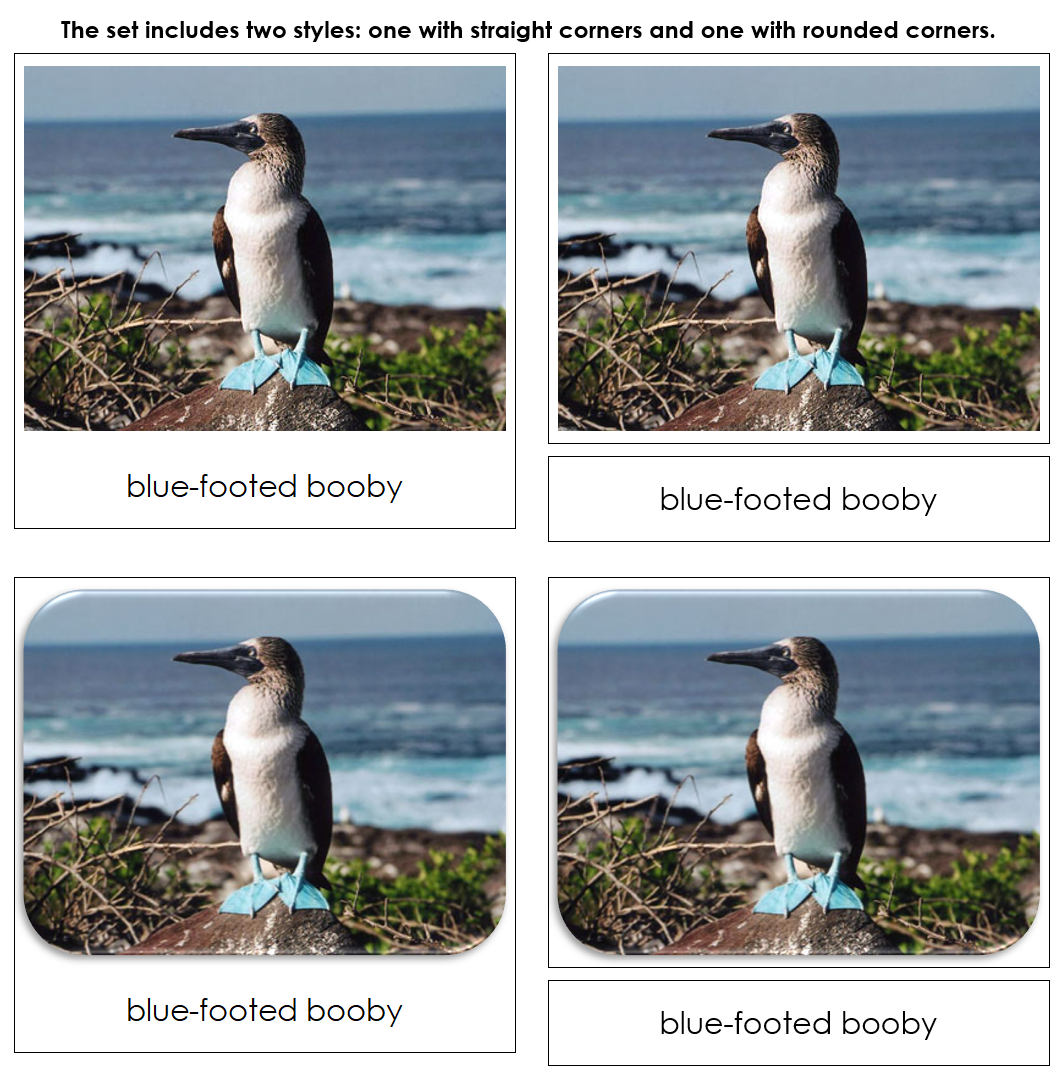 Pacific Safari TOOB Cards - Montessori Print Shop Digital Download