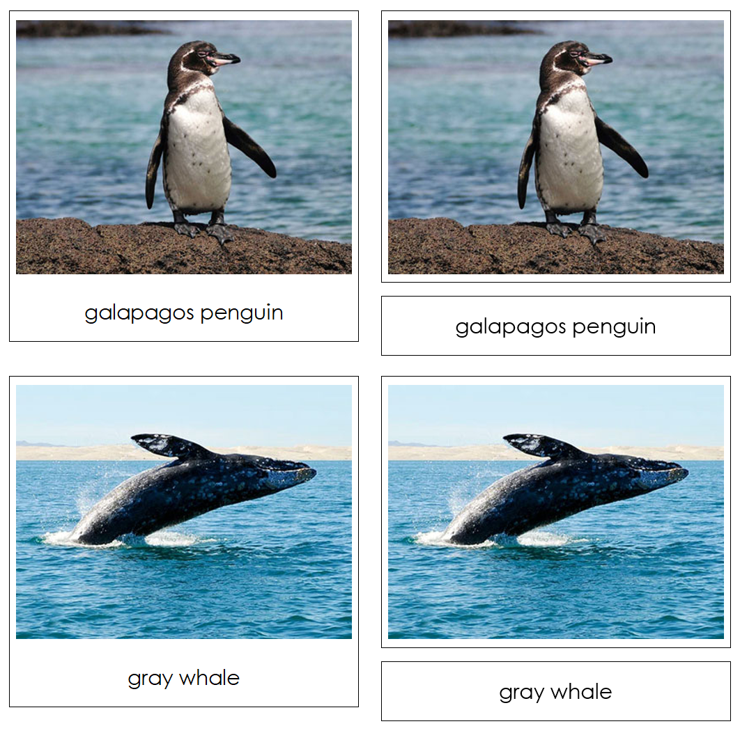 Pacific Safari TOOB Cards - Montessori Print Shop Digital Download