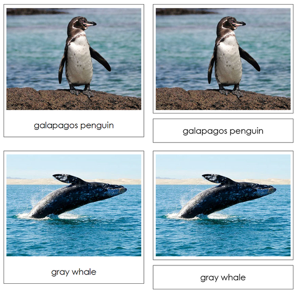 Pacific Safari TOOB Cards - Montessori Print Shop Digital Download