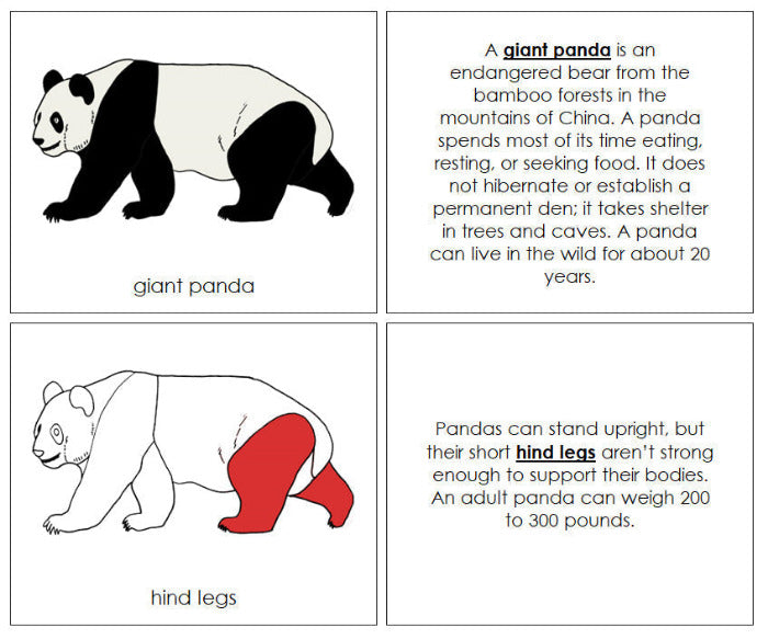 Giant Panda Nomenclature Book (red) - Montessori Print Shop Digital Download
