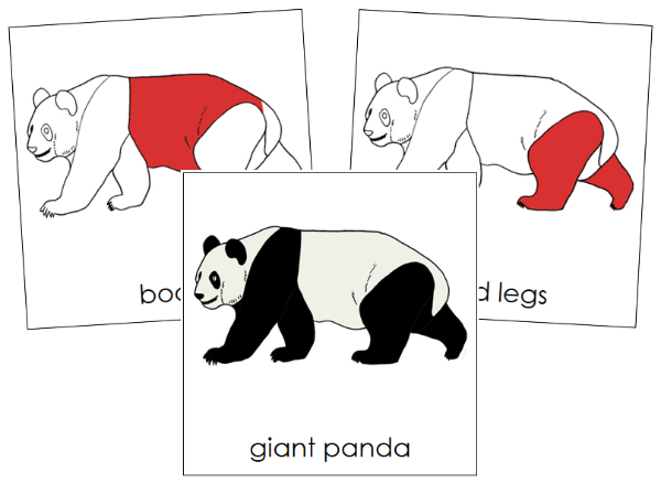 Parts of a Giant Panda Nomenclature Cards (red) - Montessori Print Shop Digital Download