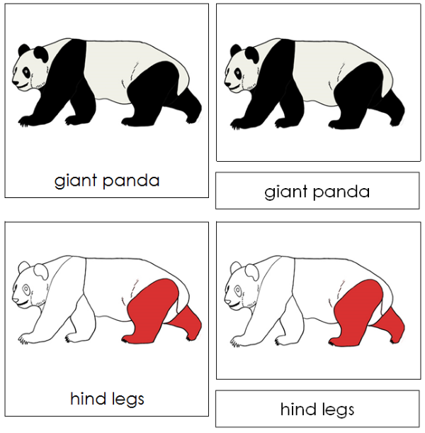 Parts of a Giant Panda 3-Part Nomenclature Cards (red) - Montessori Print Shop Digital Download