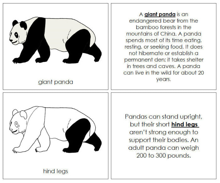 Giant Panda Nomenclature Book - Montessori Print Shop Digital Download