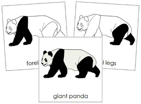 Parts of a Giant Panda 3-Part Nomenclature Cards - Montessori Print Shop Digital Download