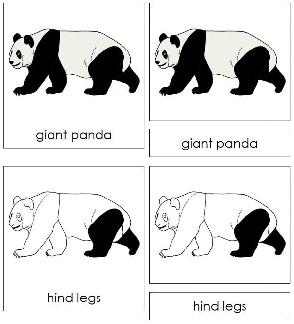Parts of a Giant Panda 3-Part Nomenclature Cards - Montessori Print Shop Digital Download