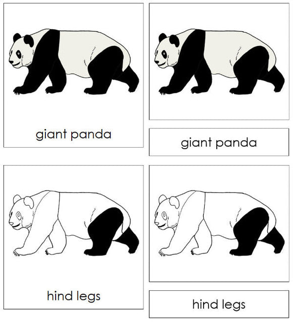 Parts of a Giant Panda 3-Part Nomenclature Cards - Montessori Print Shop Digital Download