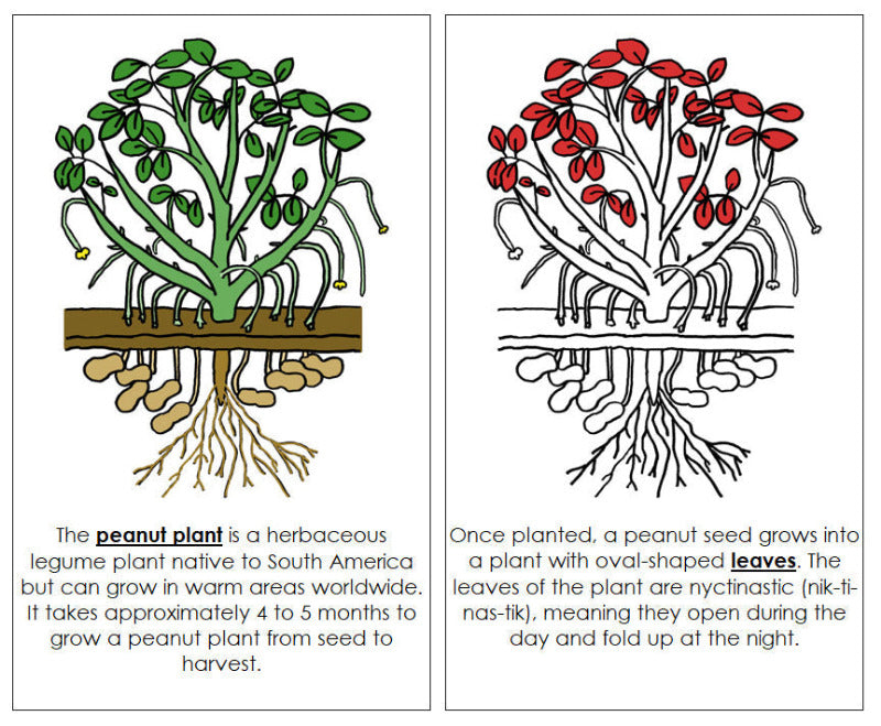 Parts of a Peanut Plant Nomenclature Book (Red) - Montessori Print Shop Digital Download