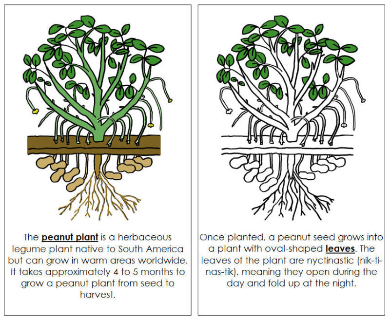 Parts of a Peanut Plant Nomenclature Book - Montessori Print Shop Digital Download