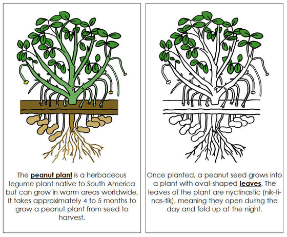 Parts of a Peanut Plant Nomenclature Book - Montessori Print Shop